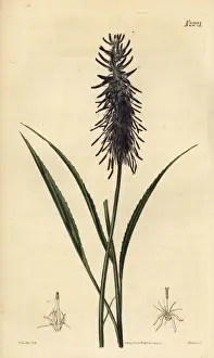 Scorzonera-leaved rampion, Phyteuma scorzonerifolium