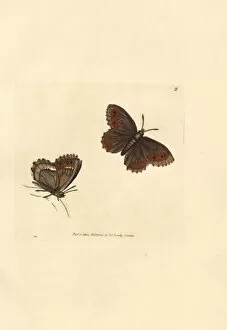 Scotch Argus butterfly, Erebia aethiops (Papilio blandina)