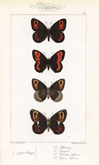 Alexis Collection: Scotch argus, large ringlet, autumn ringlet and Arran brown