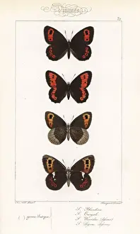 Arran Prints: Scotch argus, large ringlet, autumn ringlet and Arran brown