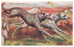 Scotch Deerhounds