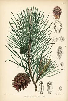 Scotch Collection: Scotch fir, Pinus sylvestris