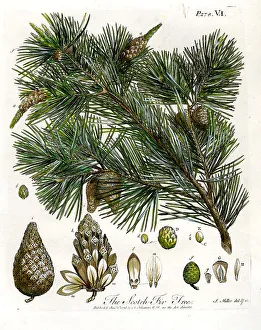 Scotch Fir Tree