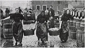 Images Dated 25th January 2021: Scotch Herring Women Workers 1902