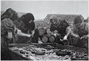Images Dated 25th January 2021: Scotch Herring Women Workers 1902
