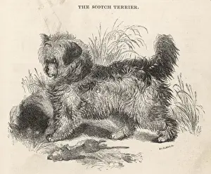 Scotch Terrier