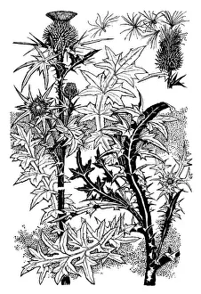 Midgley Collection: Scotch Thistle