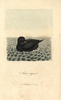Anas Collection: Scoter, black diver, Anas nigra, Melanitta nigra