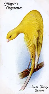 Fluffy Prints: Scots Fancy Canary