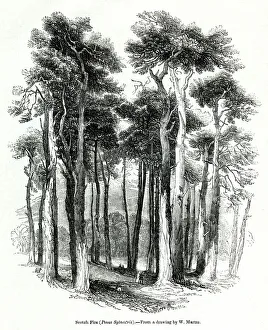 Images Dated 29th April 2019: Scots firs, or Scots pines, Pinus sylvestris