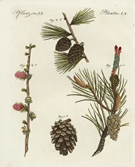 Scots pine, Pinus sylvestris, and European