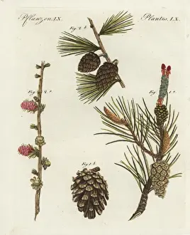 Cone Prints: Scots pine, Pinus sylvestris, and European