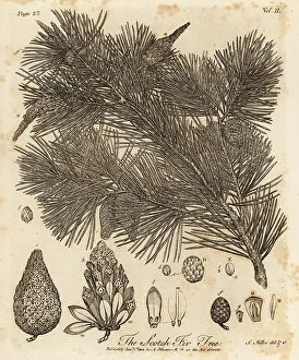 Silva Prints: Scots pine tree, Pinus sylvestris