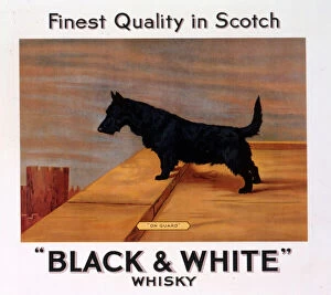 Terrier Collection: Scots terrier, Buchanans Black & White Scotch Whisky