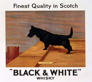 Guard Prints: Scots terrier, Buchanans Black & White Scotch Whisky