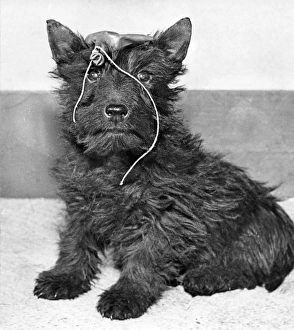 Images Dated 12th January 2017: Scots terrier with a burst balloon on its head
