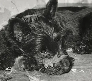 Mischief Prints: Scots terrier with feathers