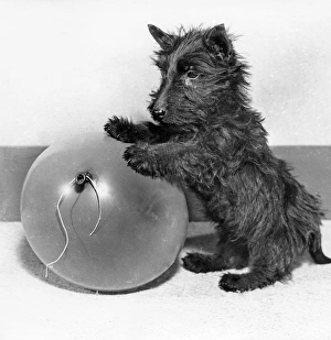 Images Dated 12th January 2017: Scots terrier playing with balloon