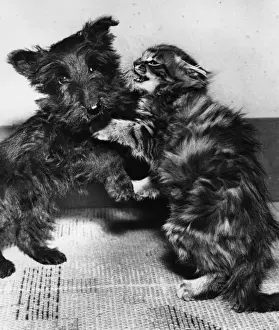 Scots terrier puppy and tabby kitten