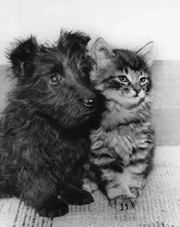 Scottie Prints: Scots terrier puppy and tabby kitten