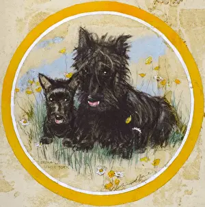 Two Scots terriers by Muriel Dawson