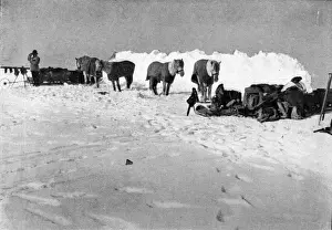 Scott Expedition / Ponies