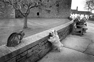 Galloway Prints: A Scottie dog pulls on its leash to reach a tabby cat