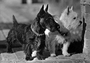 Assorted Gallery: Scottie and Westie / 1947