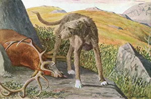 Hunt Collection: Scottish Deerhound