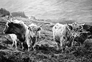 Croft Prints: Scottish highland cattle, Victorian period
