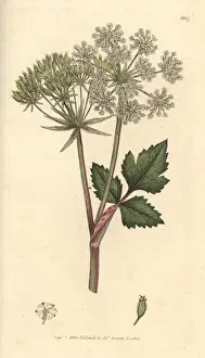 Scottish lovage, Scottish licorice-root, Ligusticum scoticum