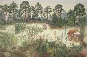 Scottish Pine Forest