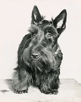 Scottish Terrier