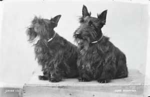 Companions Prints: Two Scottish Terriers