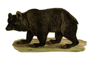 Images Dated 26th April 2018: Scrap - decoupage design - Black Bear