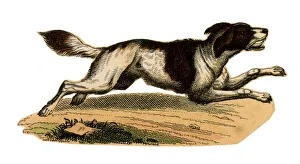 Images Dated 26th April 2018: Scrap - decoupage design - Dog
