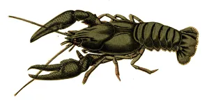 Images Dated 26th April 2018: Scrap - decoupage design - Lobster