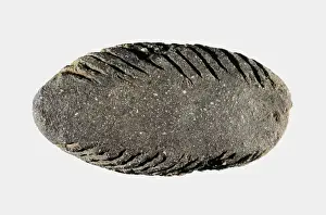 Carmona Prints: Scraper. Neolithic art. Decorative Arts. SPAIN