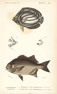 Dorbigny Prints: Scrawled butterflyfish and galjoen