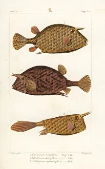 Germain Gallery: Scrawled cowfish and longhorn cowfish