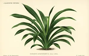 Screw Prints: Screw pine, Pandanus augustianus