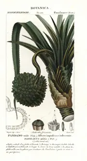 Dictionaryofnaturalscience Prints: Screw pine, Pandanus utilis