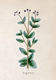 Scrophularia Nodosa