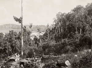 Scrub scenery, Queensland, Australia, horse and carriage