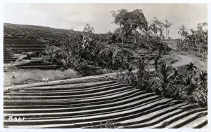 Landscaped Prints: Sculptured field in Bali, Indonesia