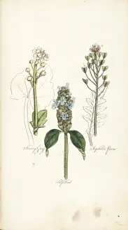 Scurvy Grass, Self-Heal, Shepherds Purse