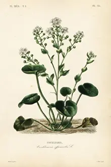 Scurvygrass, Cochlearia officinalis