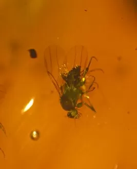 Miocene Gallery: Scuttle fly in amber