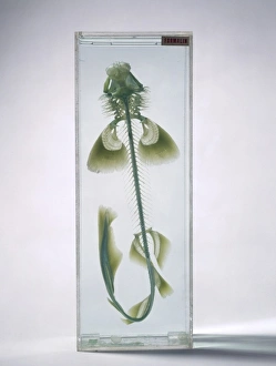 Selachimorph Collection: Scyliorhinus canicula, common dogfish
