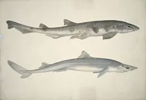 Ground Shark Collection: Scyliorhinus stellaris, huss, Squalus acanthias, spiny dogfi